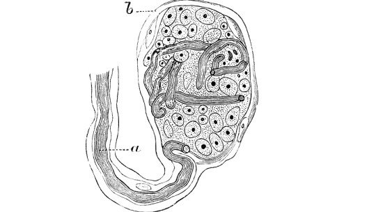 Krause corpuscles