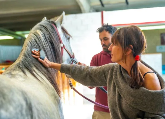 What Does a Typical Equine-Assisted Therapy Session Look Like?