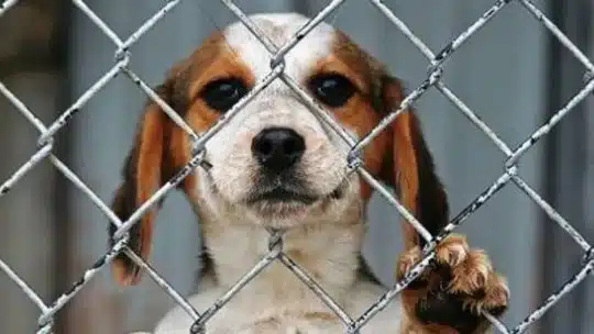 ​animal Abuse in Minors: Childish Things?