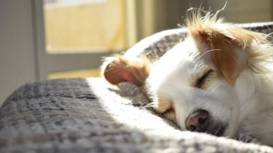 The benefits of Pets on our Mental Health