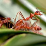 Filial Cannibalism: How Ants Contain the Spread of Disease