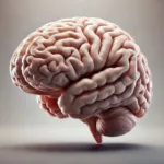 These Areas of the Brain Cause the Emotional Changes in