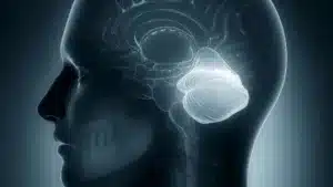 Diseases of the Cerebellum: Characteristics and Symptoms