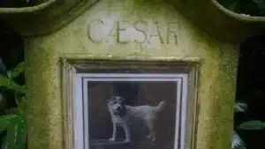 How to Get Over the Loss of a Dog