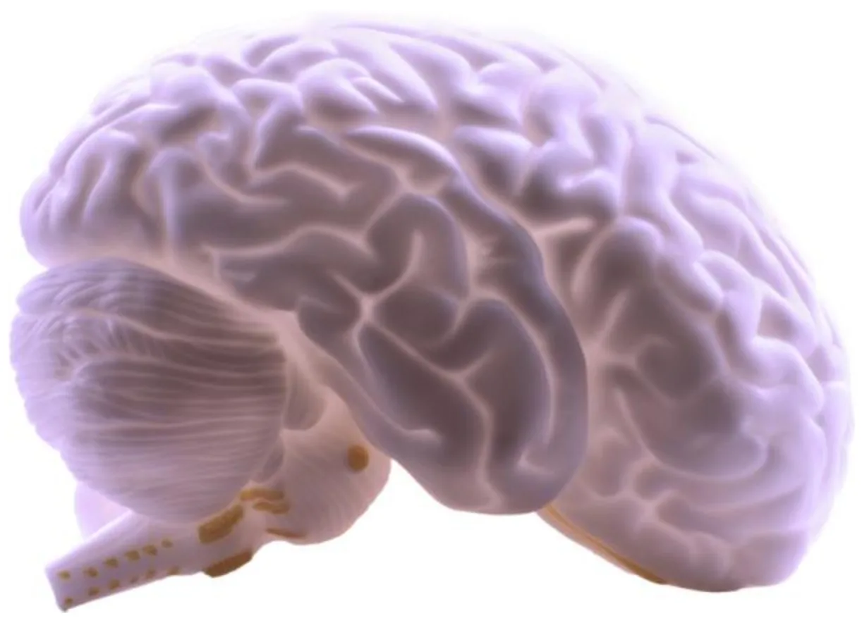What is the Brain Reward System and How Does it Work
